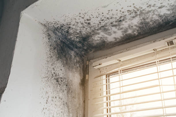 Affordable Black Mold Remediation solutions in Luthersburg, PA